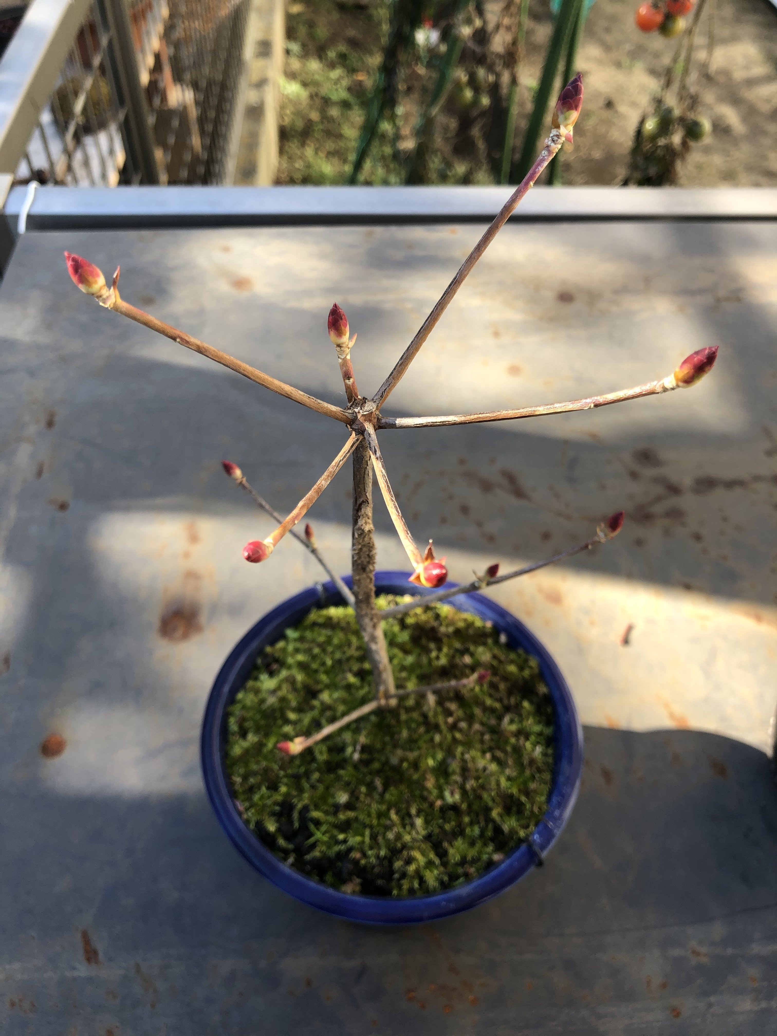 盆栽の植え替え 剪定は将来どんな形の木になるか想像を膨らませながらの作業 とてもクリエイティブで楽しみのひとつです 沈丁花の盆栽日記 Note
