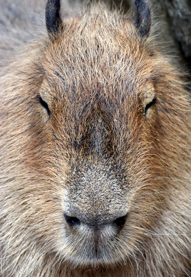 ネズミ年の大みそか、大きなネズミをどうぞ。