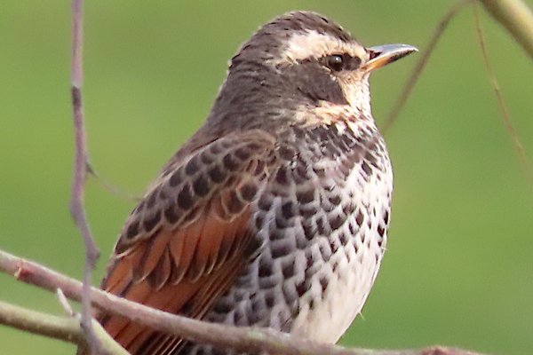 鶫 の新着タグ記事一覧 Note つくる つながる とどける 鶫 の新着タグ記事一覧 Note つくる つながる とどける