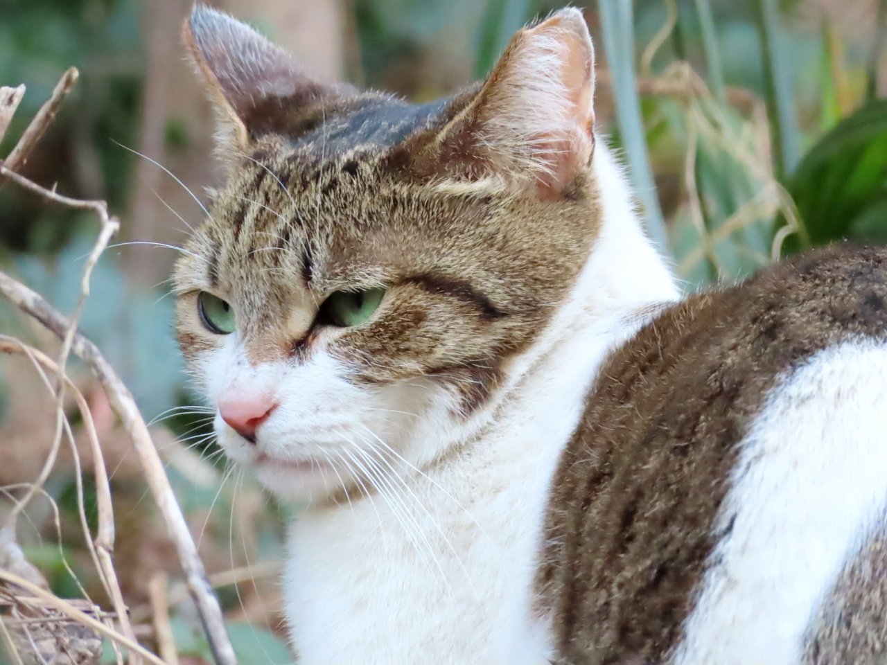 雑木林の猫 やぐるま Note 雑木林の猫 やぐるま Note