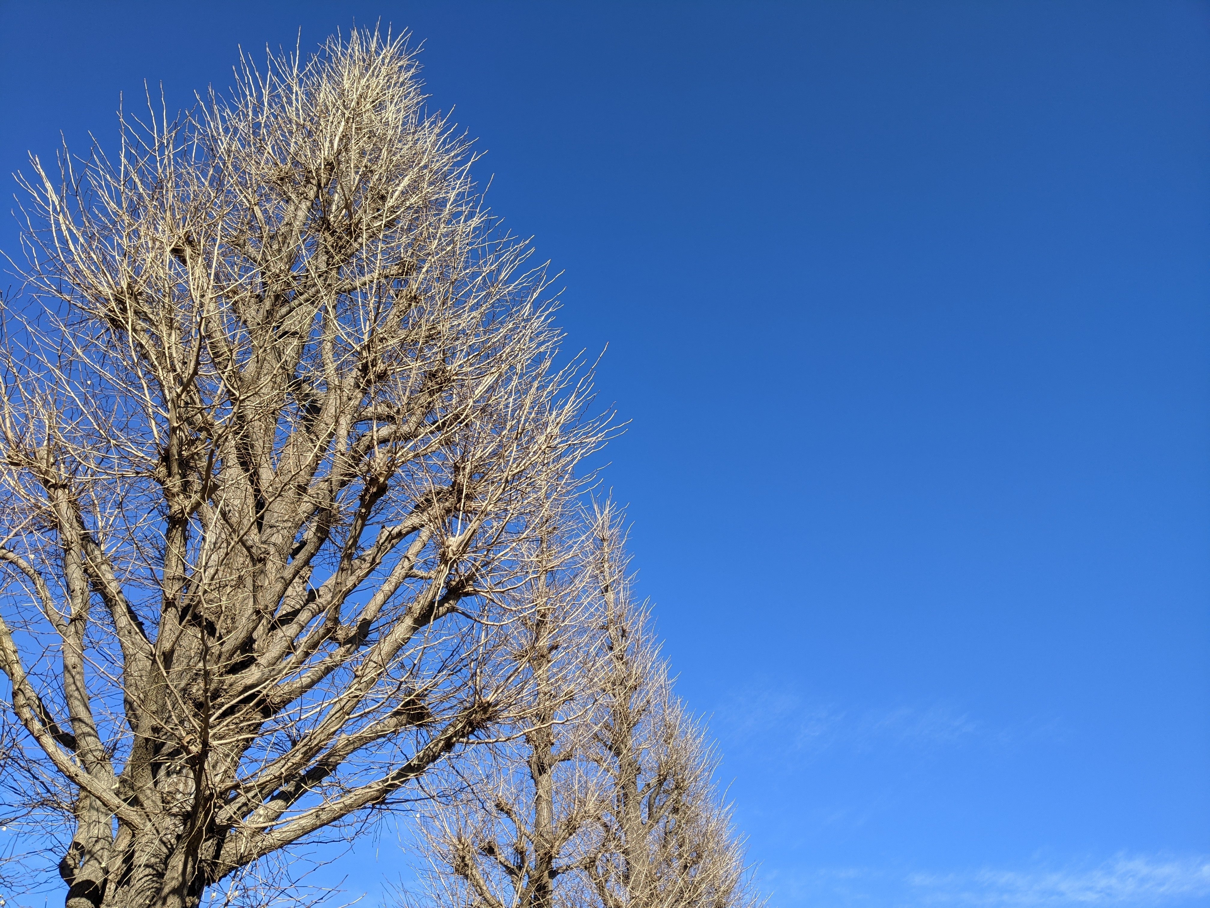 冬の景色 青空 Hanauta Note