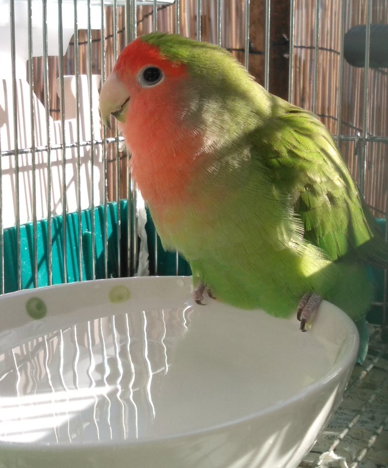 コザクラインコ の定番タグ記事一覧 Note つくる つながる とどける コザクラインコ の定番タグ記事一覧 Note つくる つながる とどける