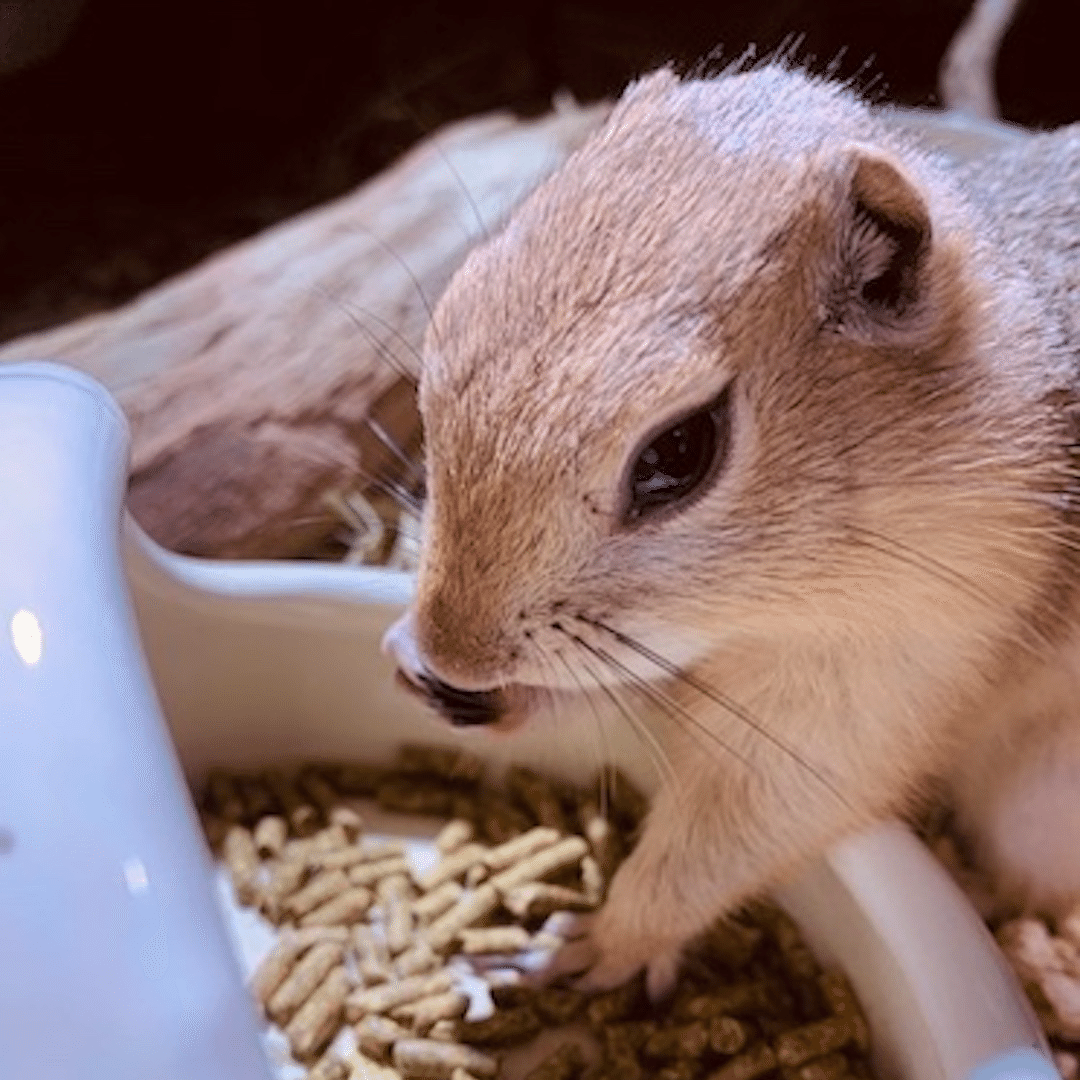 主食のペレットを矢継ぎ早に頬張るリチャードソンジリス ぷ氏 さくしゃく Note