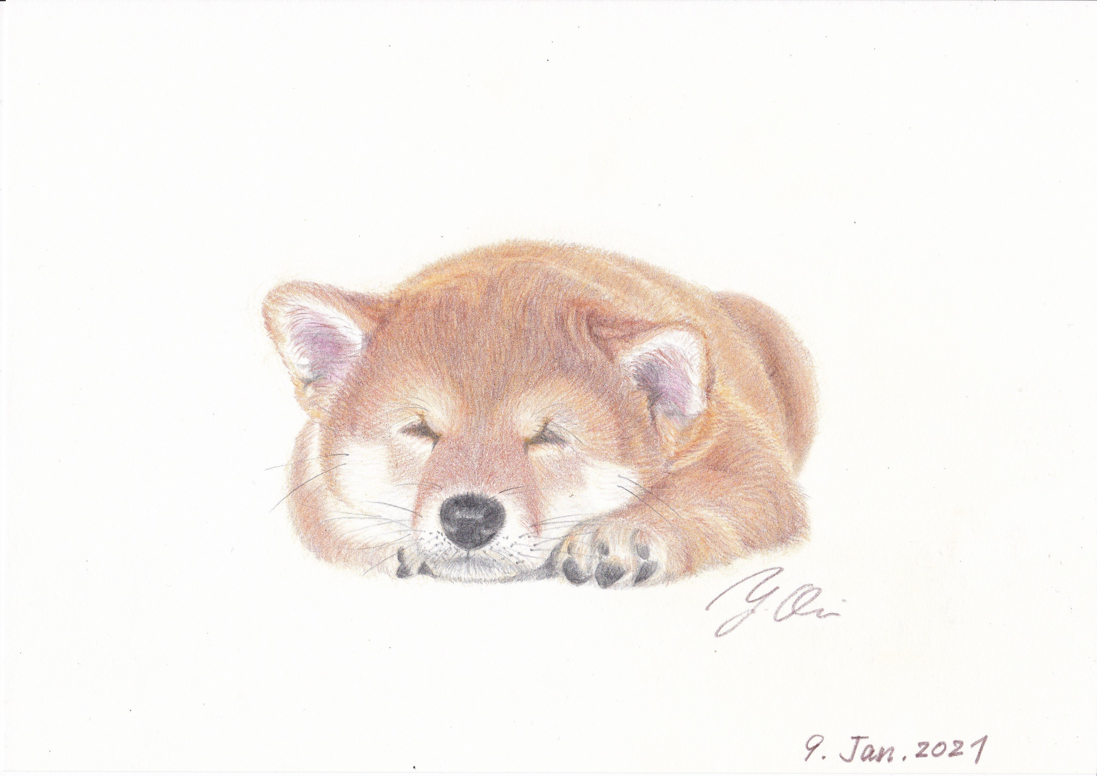 No 5 眠る柴犬 Yoshi Note No 5 眠る柴犬 Yoshi Note