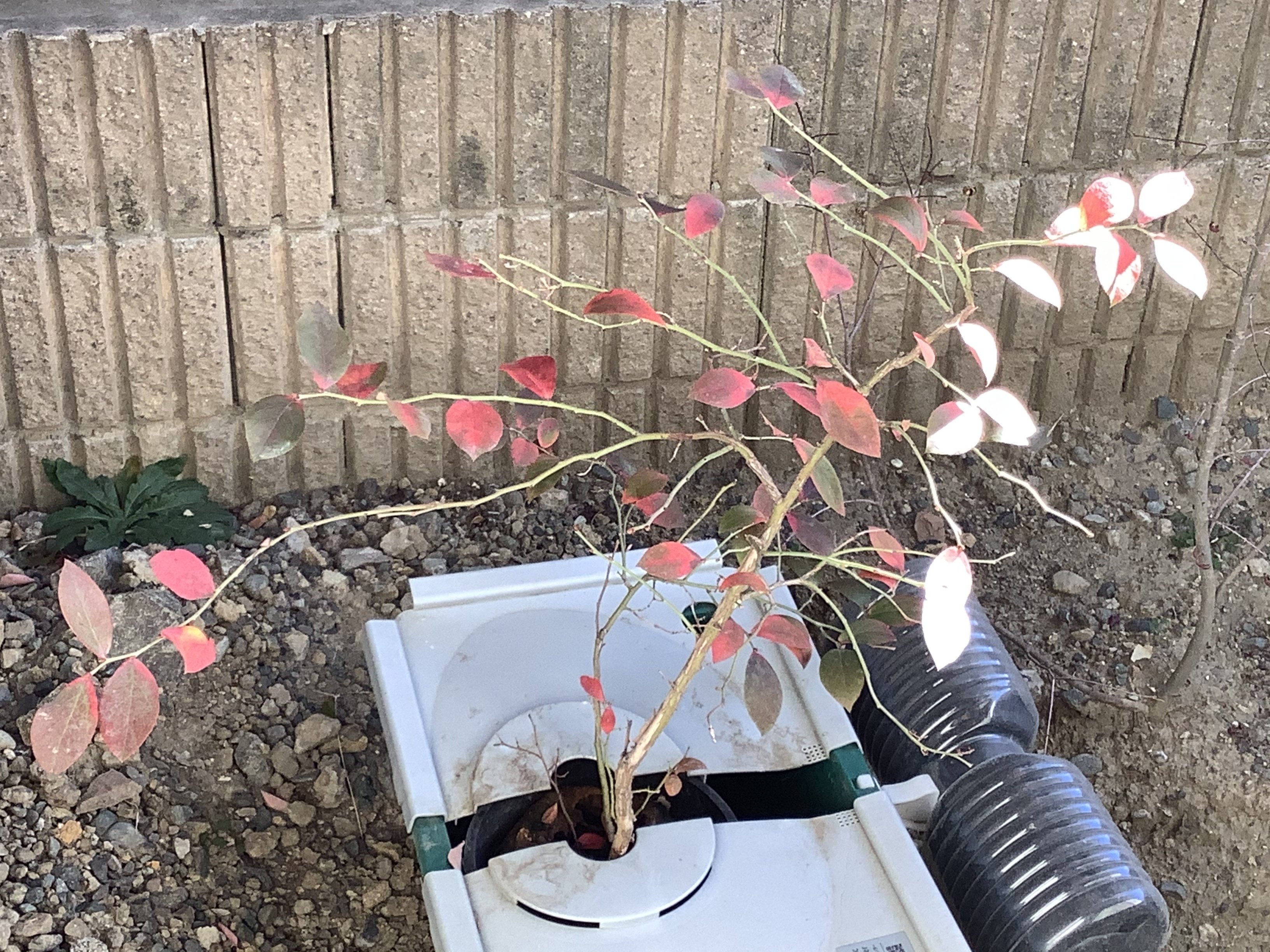 ブルーベリー日記 ブルーベ リー Note