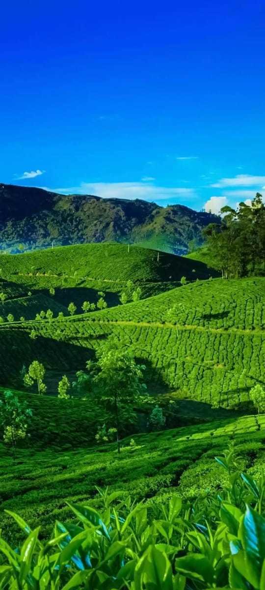 インドの風景 緑の山 アジアなう Note