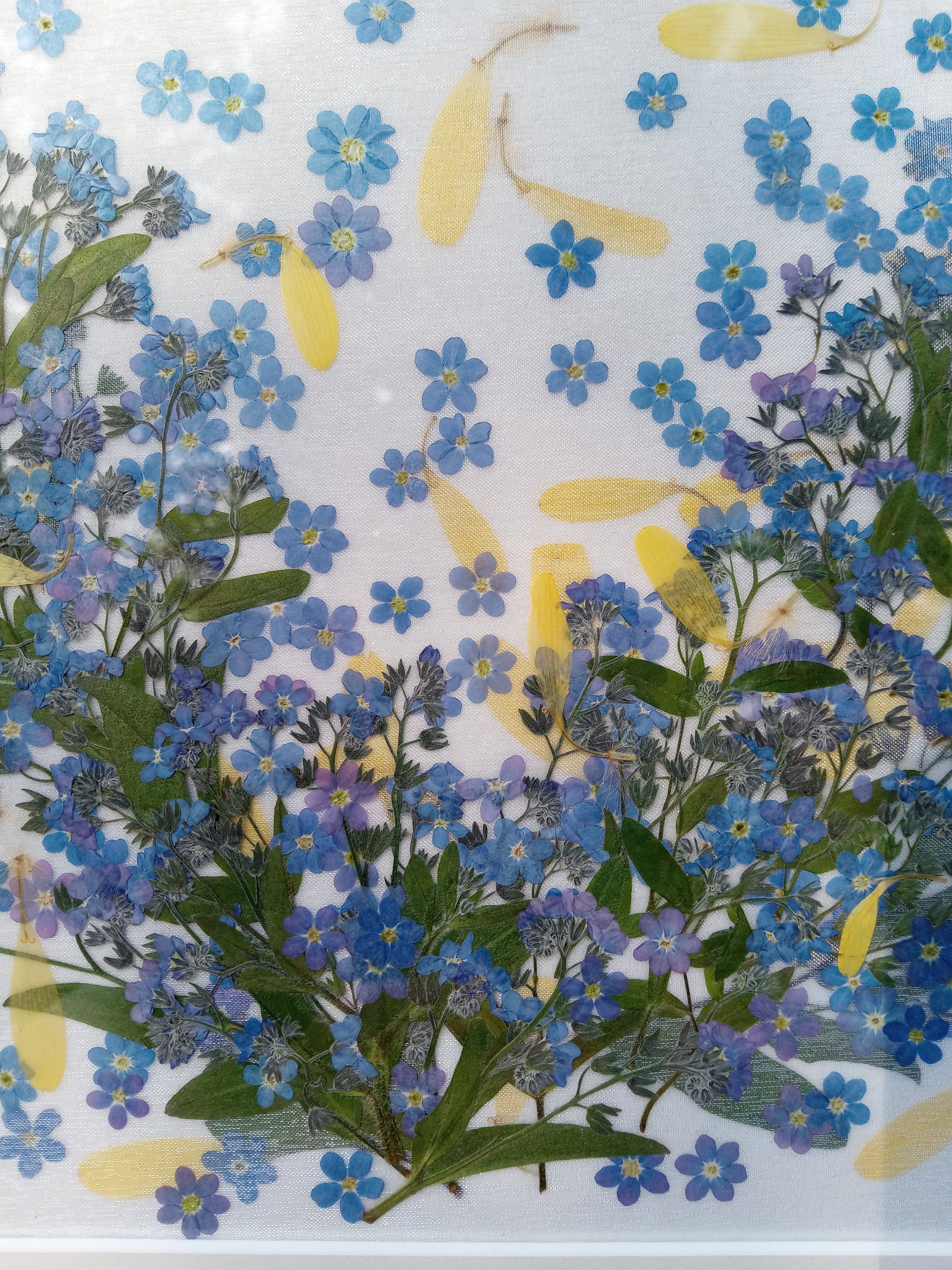 忘れな草の押し花額 Ai Note