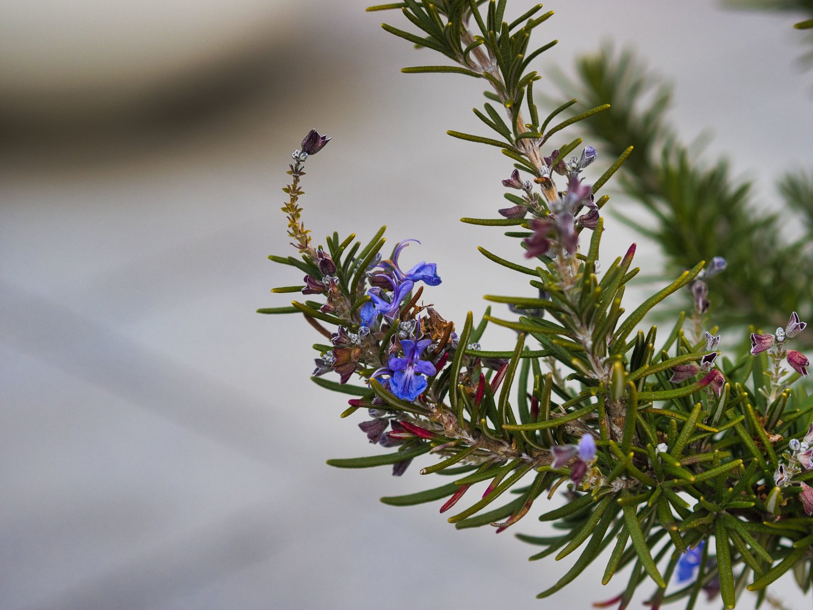 ローズマリーの花 クロノツカヤ Note