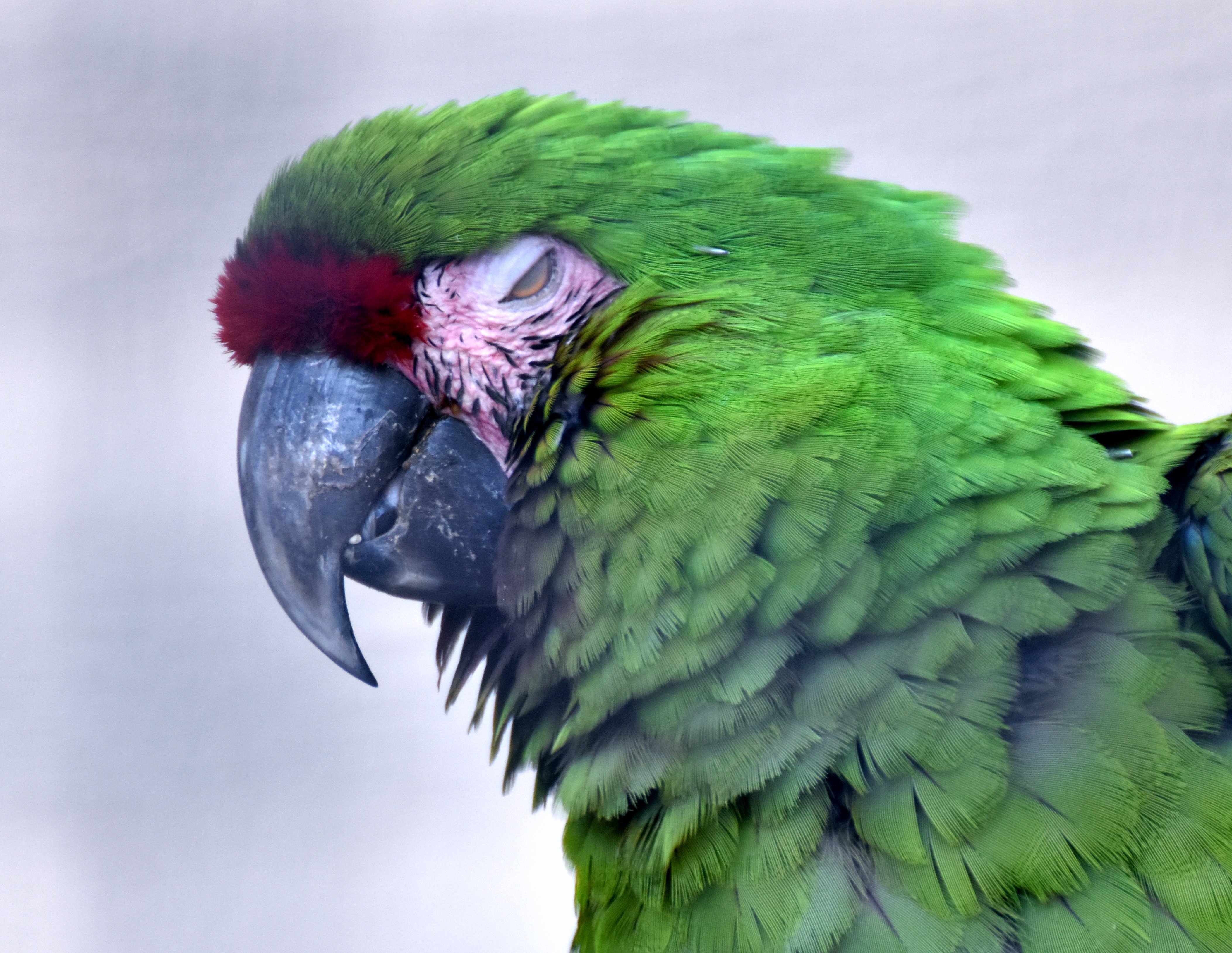 ミドリコンゴウインコ オウム目インコ科 Hirahiranote Note