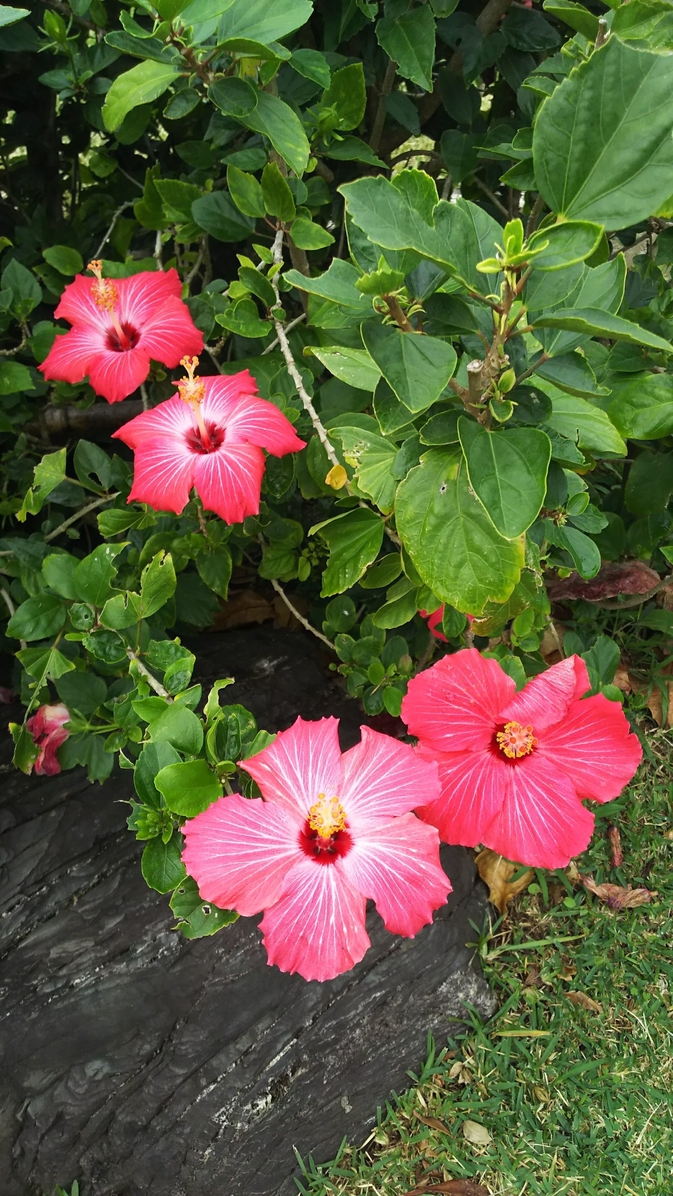 南国の花 Naminami Note 南国の花 Naminami Note