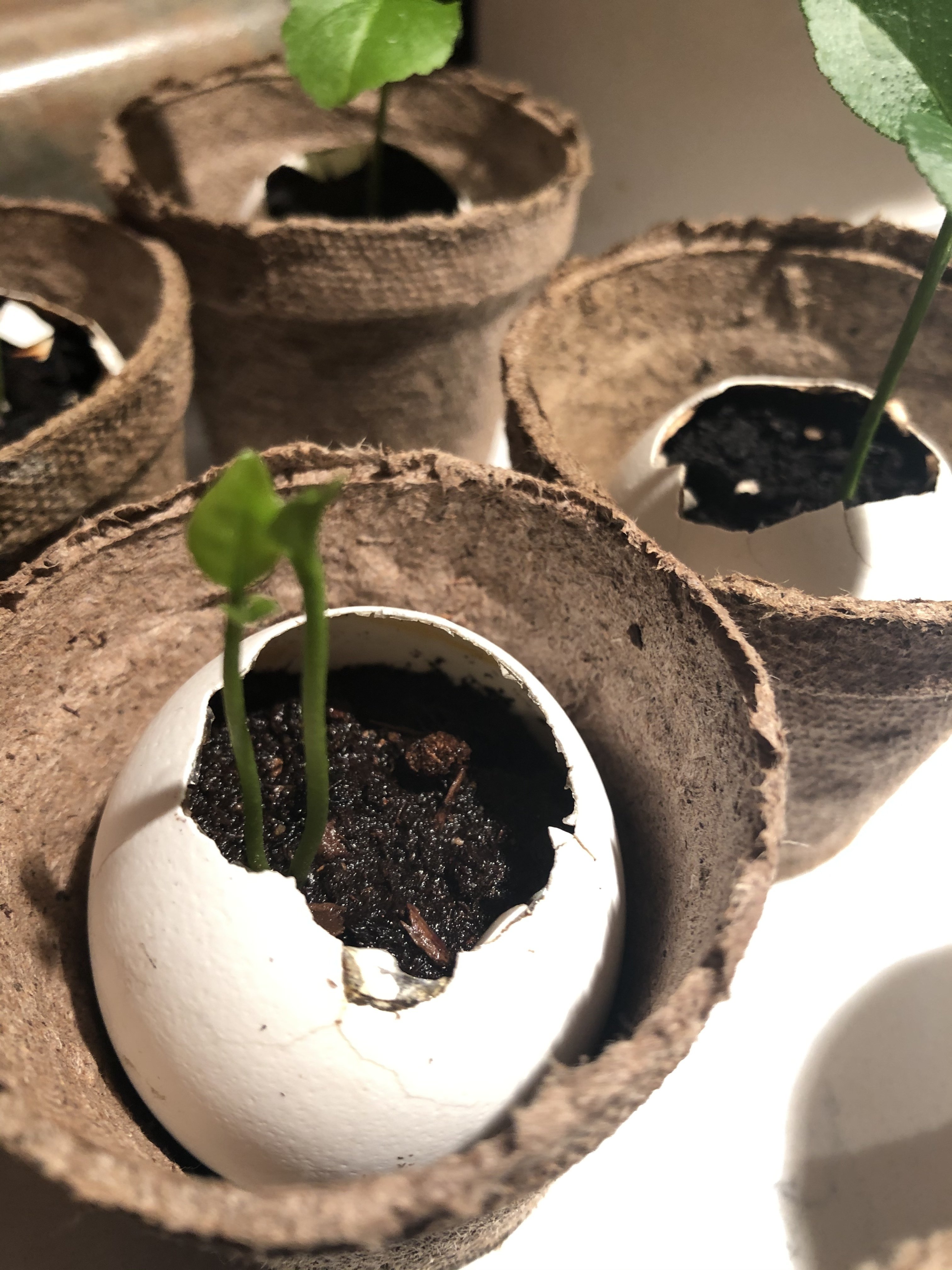 レモンの種から育ててます T S A Note