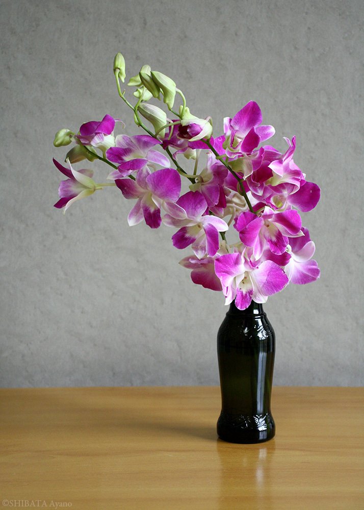 デンファレ 芝田文乃 Note