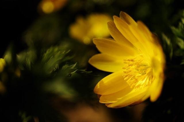 福寿草 フクジュソウ の花言葉 Note