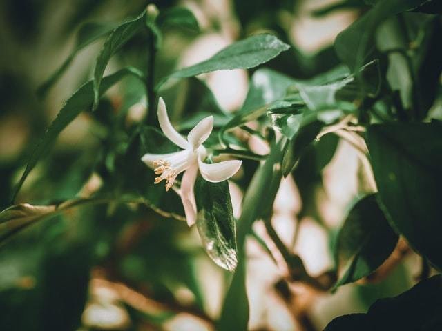 レモンの花言葉 Note レモンの花言葉 Note