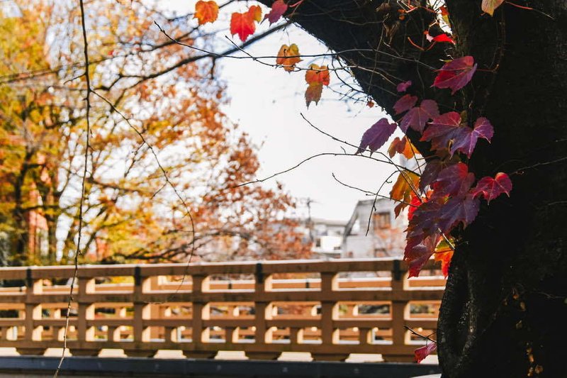 桜の紅葉から垣間見る板橋の欄干