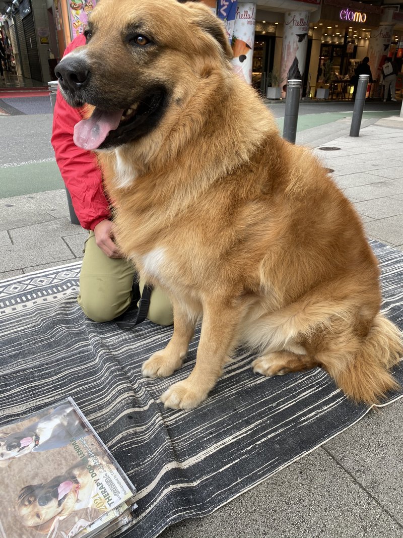 カンガルドッグ の新着タグ記事一覧 Note つくる つながる とどける