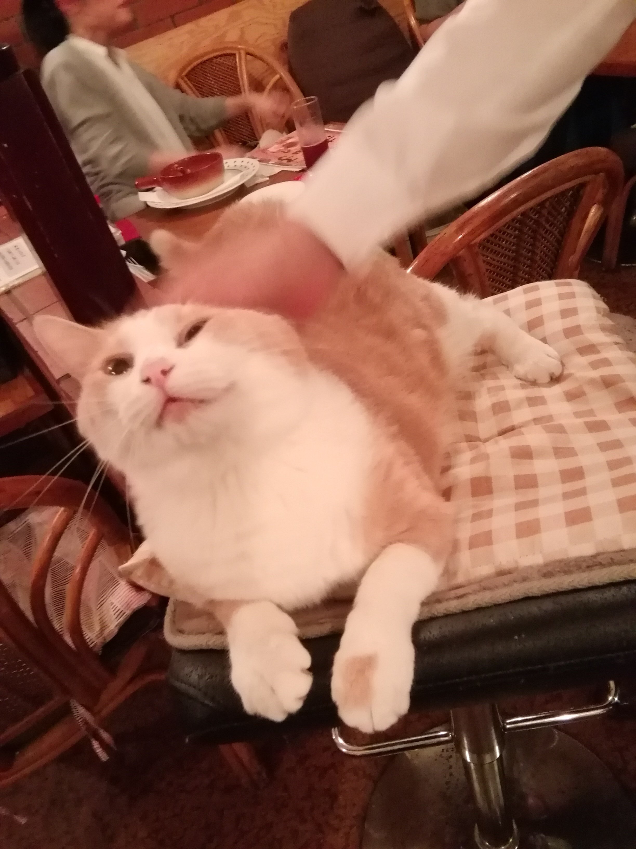 昔行った猫バーのお猫様写真 1 日迎たわね Note