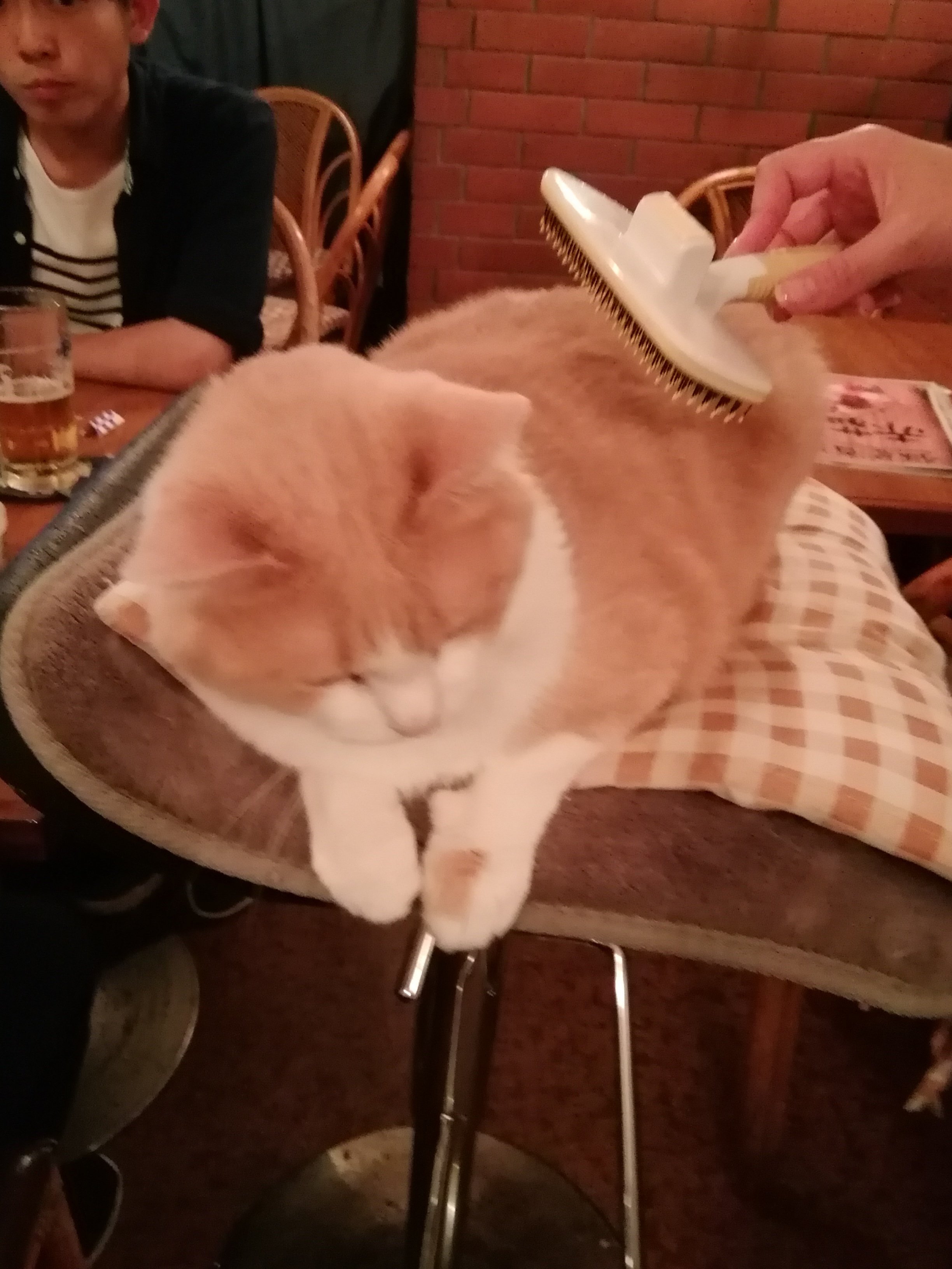 昔行った猫バーのお猫様写真 2 日迎たわね Note 昔行った猫バーのお猫様写真 2 日迎たわね Note