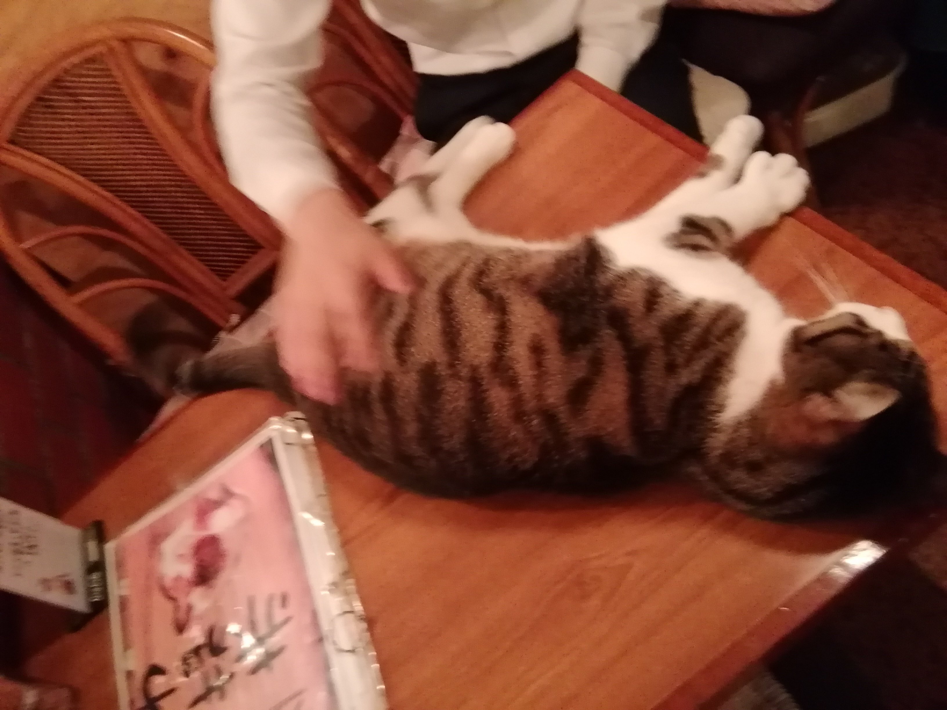昔行った猫バーのお猫様写真 3 日迎たわね Note 昔行った猫バーのお猫様写真 3 日迎たわね Note