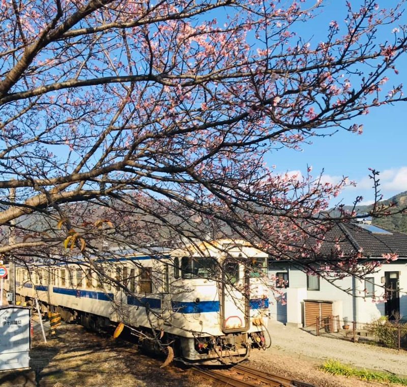 宮崎県日南市北郷駅のサクラが咲いてます。ちょうど電車が来てラッキーでした。