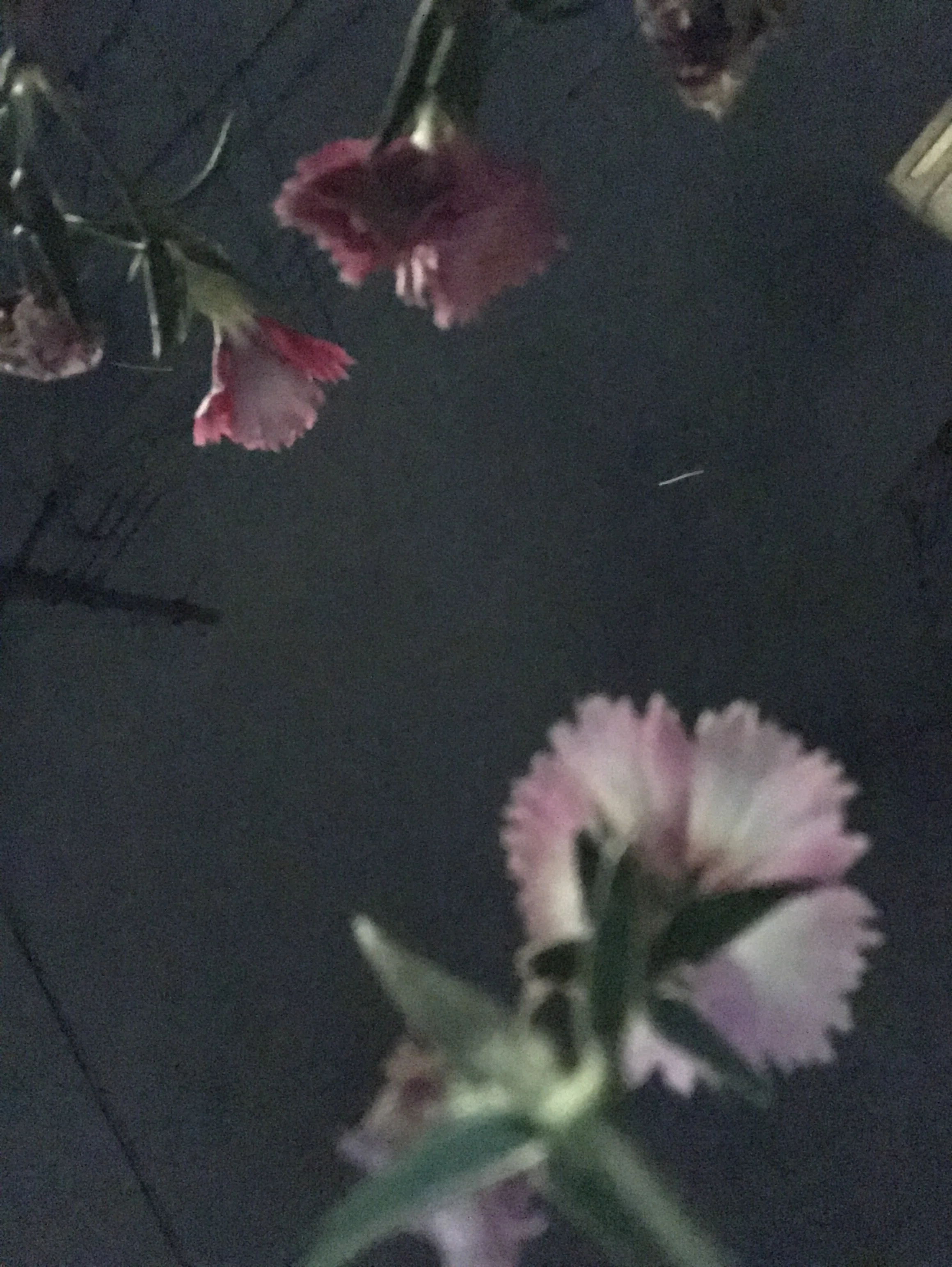 夜に咲いている花 冬の夜 Hata687 Note