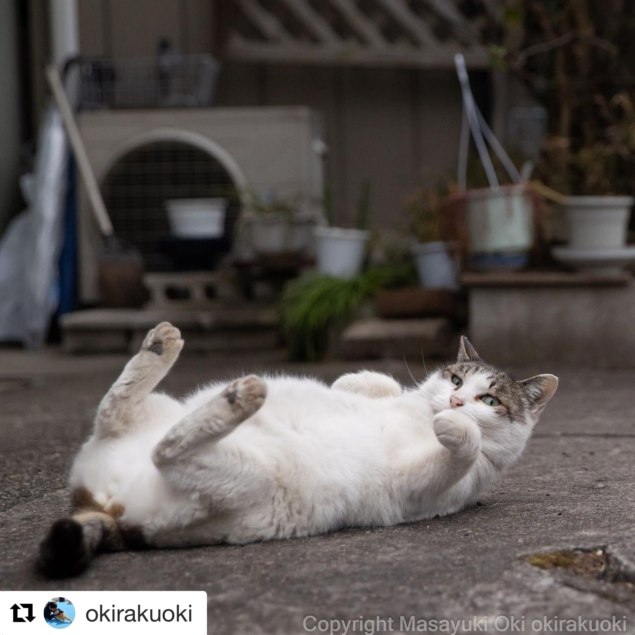 本日の猫ちゃん 21 1 よしみ Yoshimi 猫好き Note 本日の猫ちゃん 21 1 よしみ Yoshimi 猫好き Note