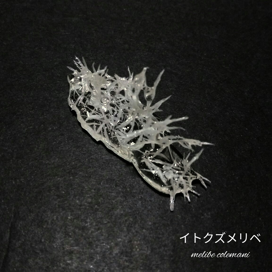 柏島の海ブログ: ウミウシDAY