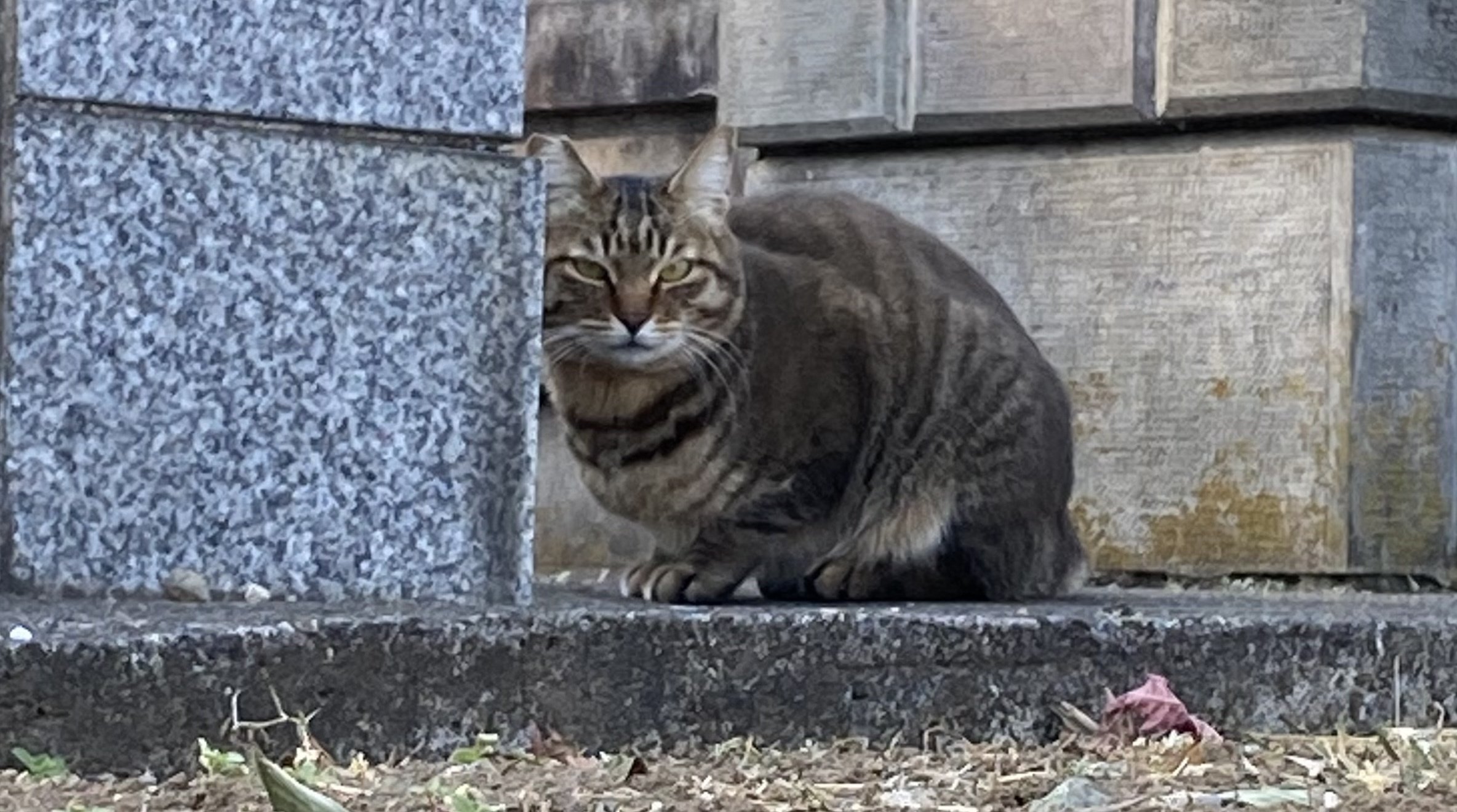 今日のさんぽ 卵とお寺の猫｜わたなべ ますみ｜note