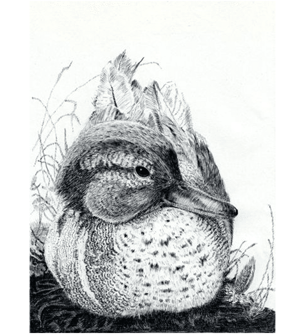 ペン画の練習 休息するアメリカコガモ 模写 なずな ペン画 鉛筆画 Note ペン画の練習 休息するアメリカコガモ 模写 なずな ペン画 鉛筆画 Note