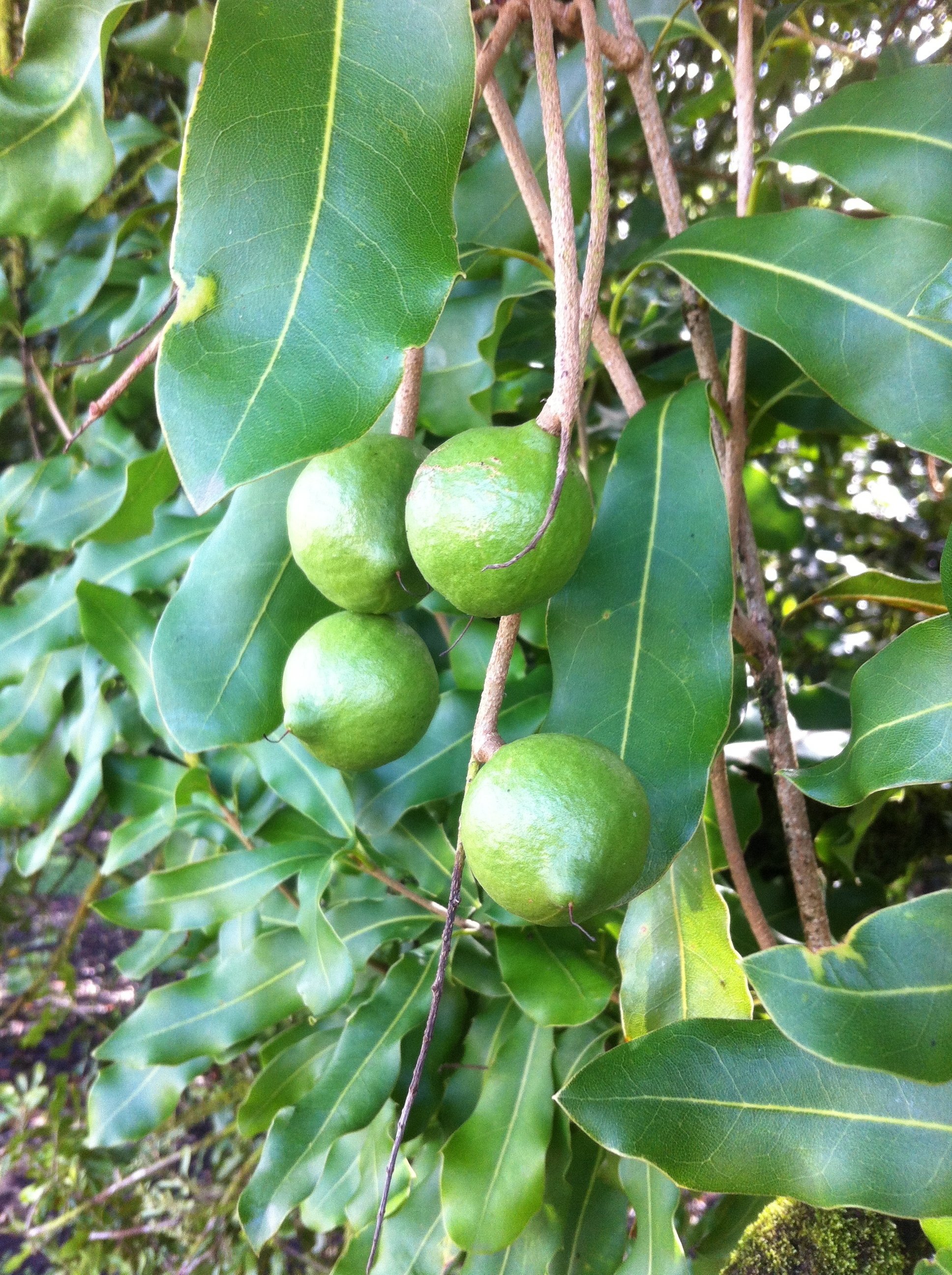 Mauna Loa Macadamia Nut Farm and Factory (10/5/2014)｜龍泉寺怪童, An Educator