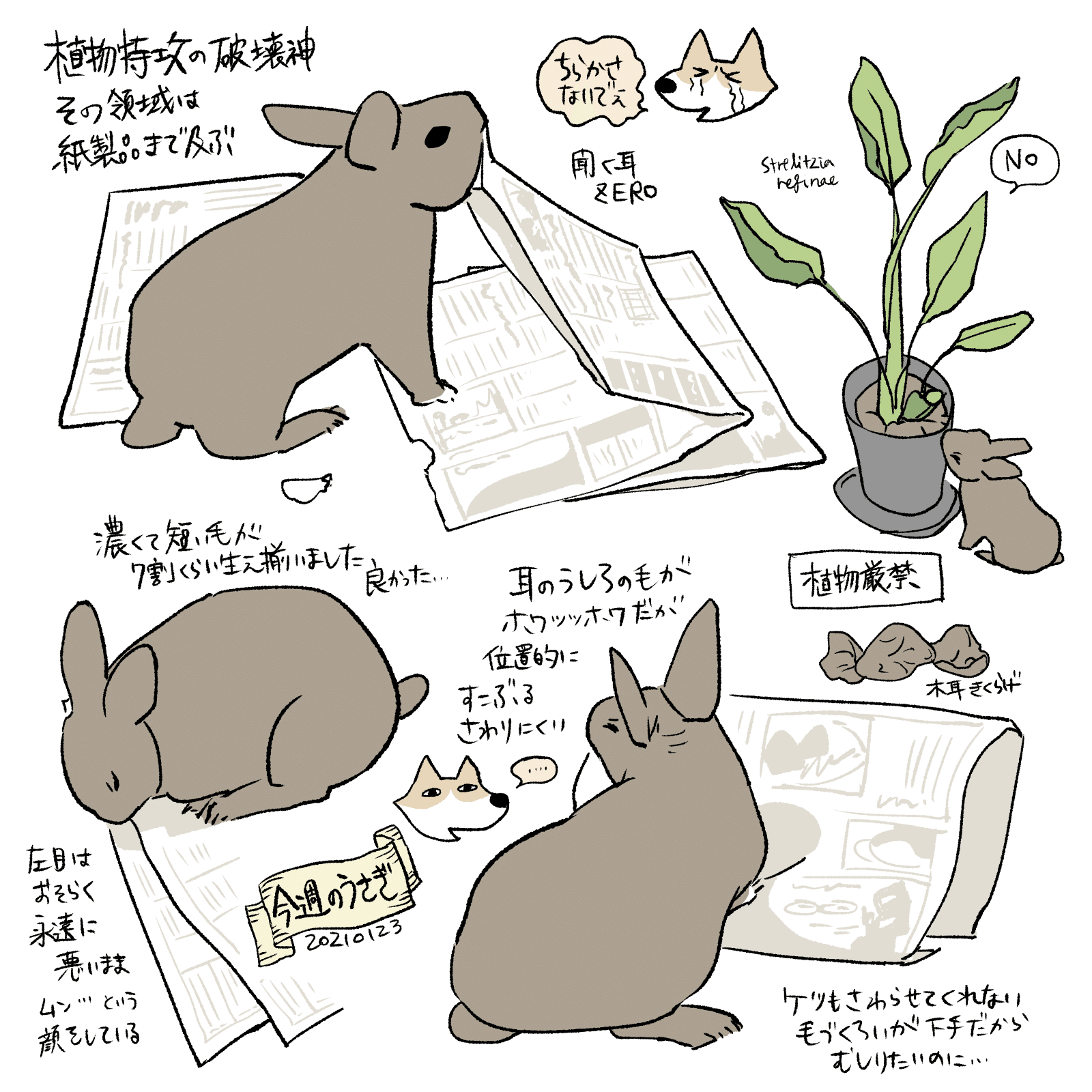 うさぎかんさつにっき｜Kuroji｜辺境絵描き犬