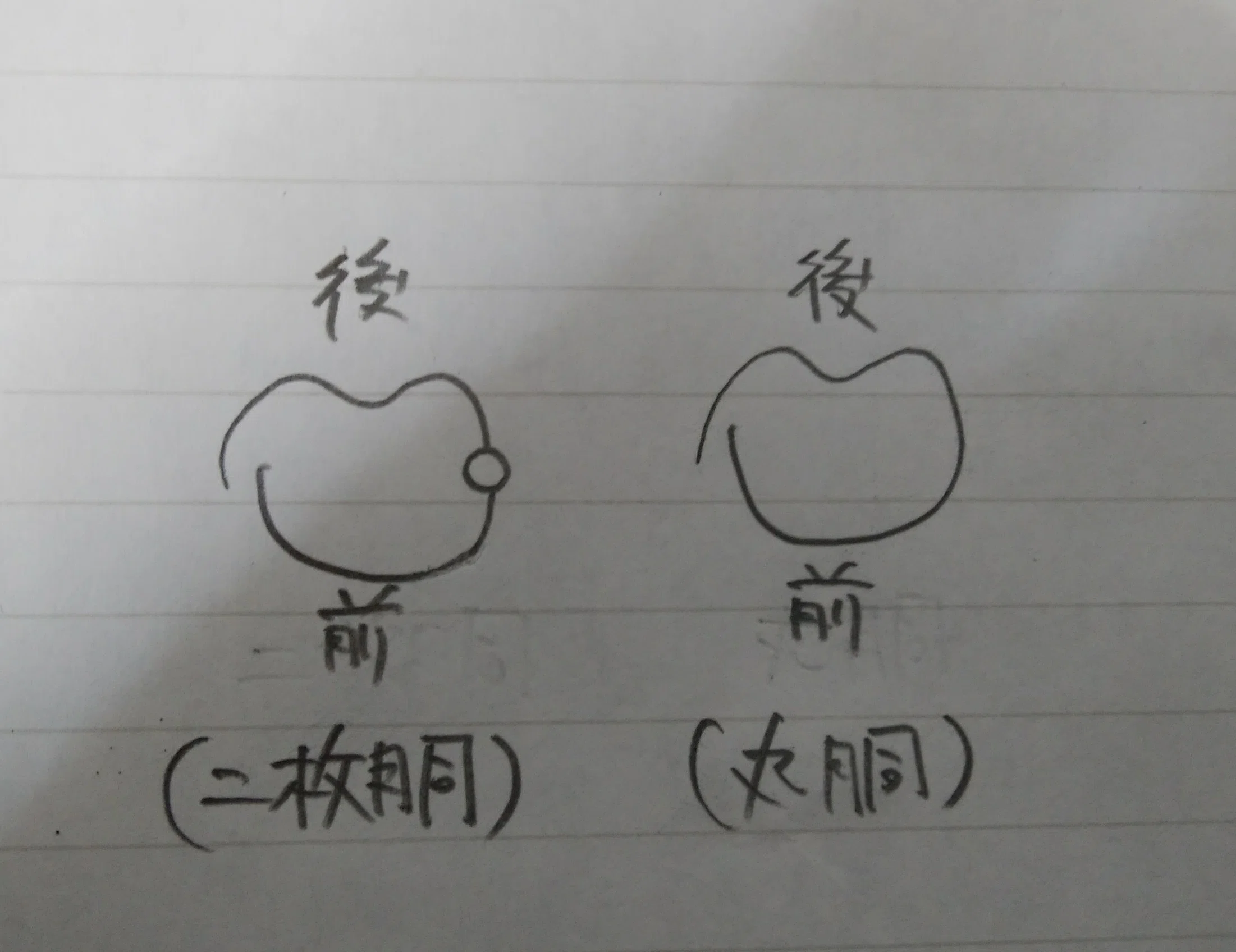 甲冑説明8 本小札二枚胴 Body｜ハッシー