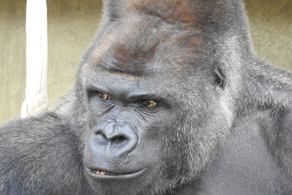 イケメンゴリラ の新着タグ記事一覧 Note つくる つながる とどける