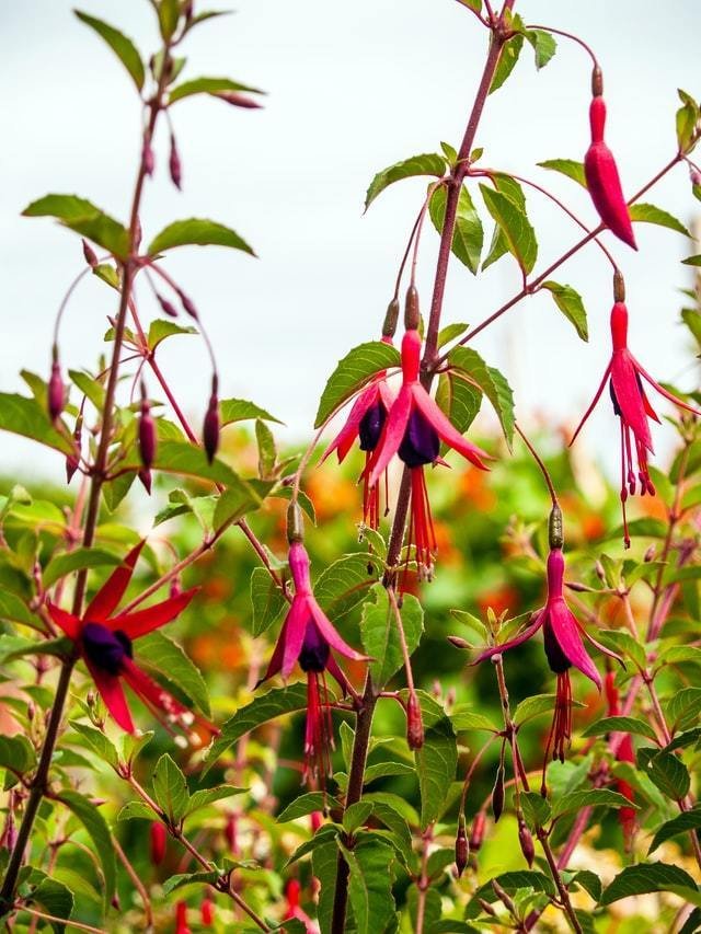 フクシアの花言葉 Note