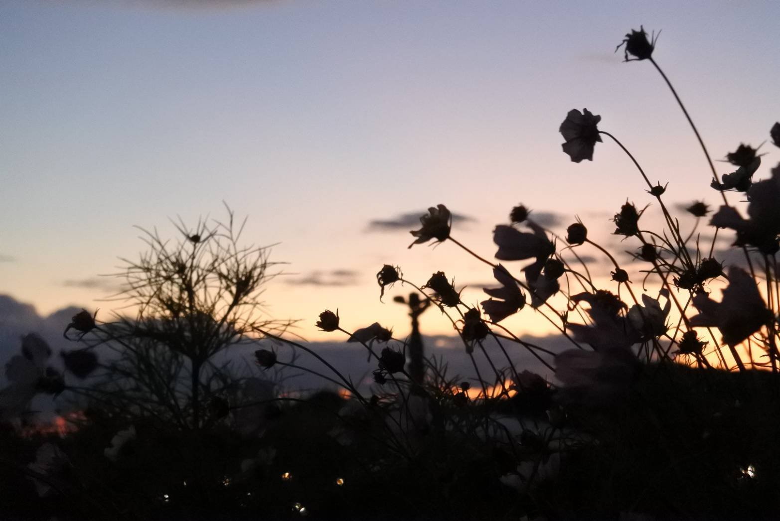 コスモスと夕焼け まいまい Note コスモスと夕焼け まいまい Note