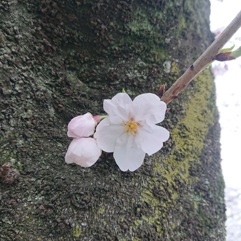 冬なのに、春のような気温になると、「もうすっかり春！」と誤解をした花たちが、ちらほらと咲いています。桜だけは、気温にだまされずに本当の春を待っていて欲しいです。