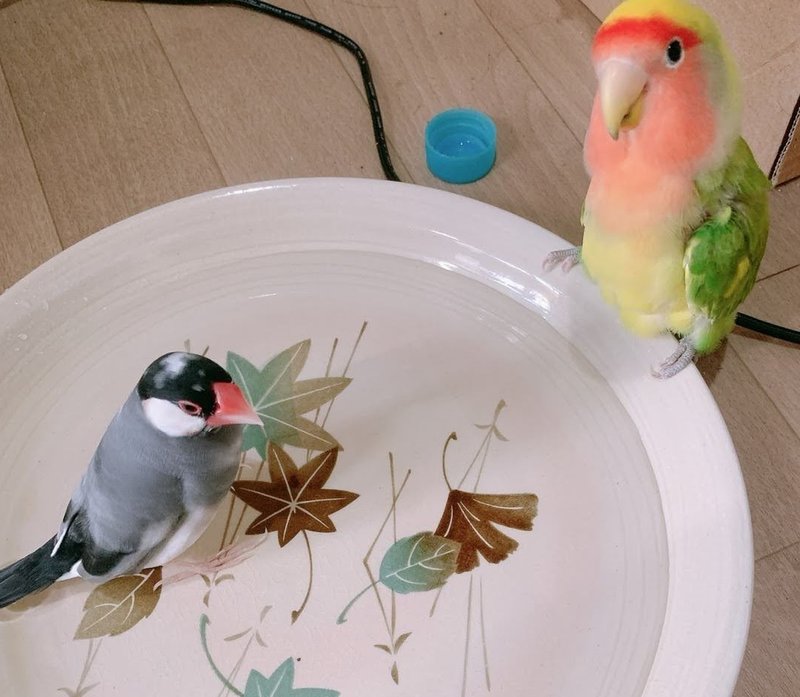 コザクラインコ の定番タグ記事一覧 Note つくる つながる とどける コザクラインコ の定番タグ記事一覧 Note つくる つながる とどける