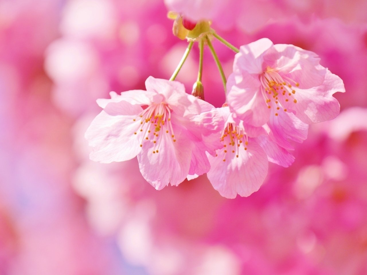 春の花 桜 久露見庵 くろみ庵 天気と気候と自然を考える Note