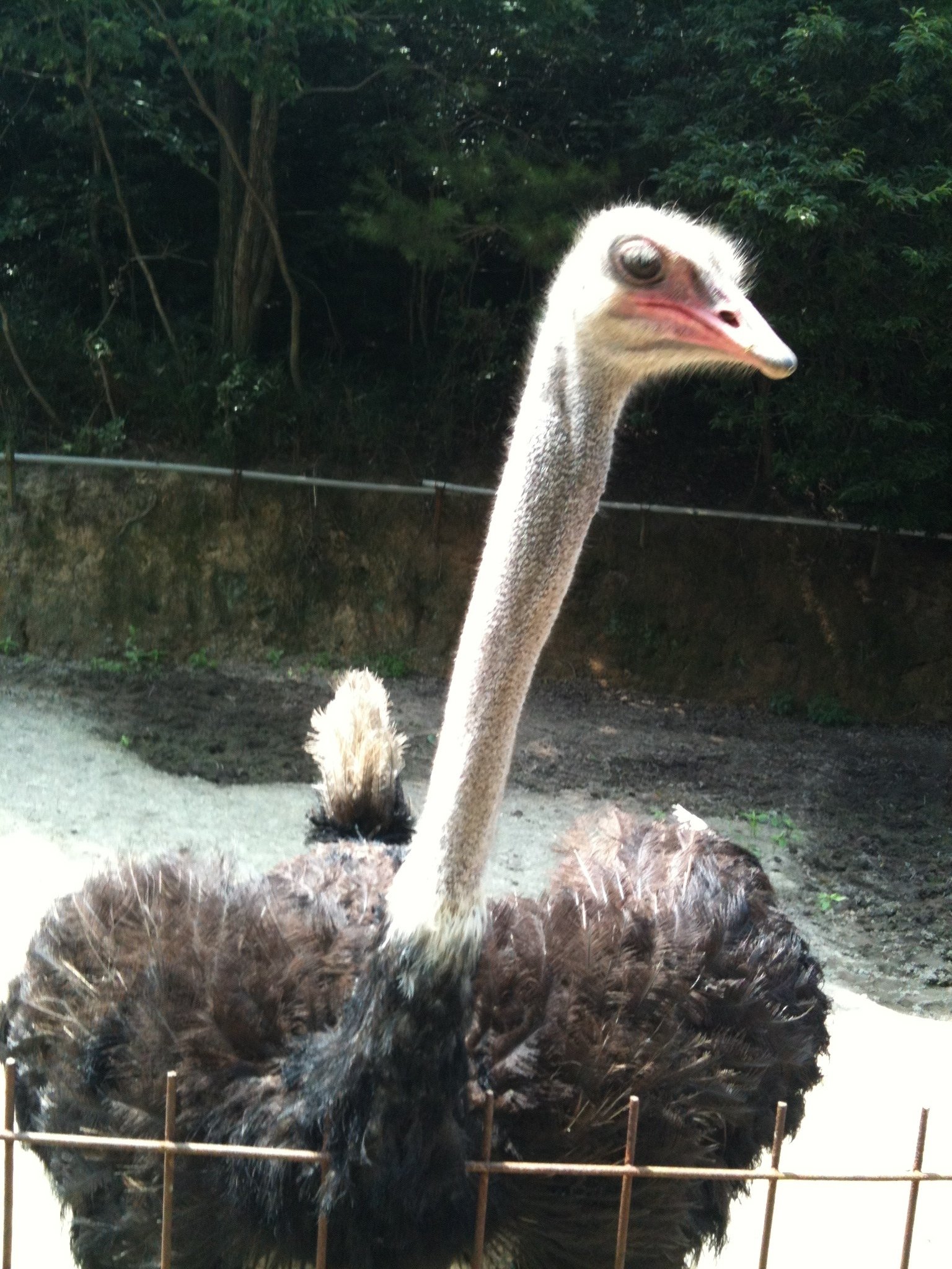 岡山逃避行 渋川動物公園 編 1 12 07 23 ｊ Studio108 Note