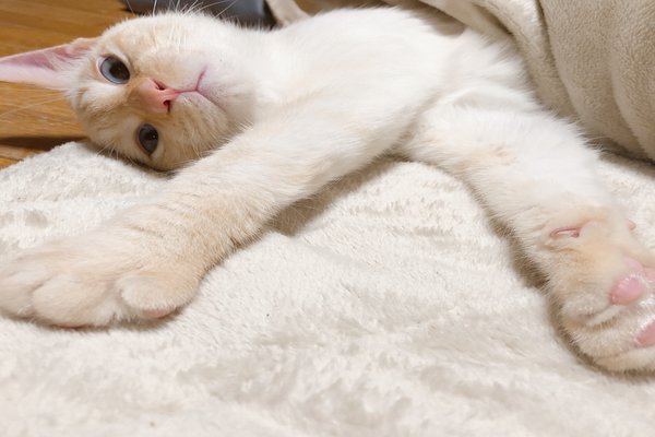 コタツ猫 の新着タグ記事一覧 Note つくる つながる とどける
