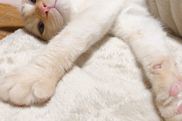 コタツ猫 の新着タグ記事一覧 Note つくる つながる とどける コタツ猫 の新着タグ記事一覧 Note つくる つながる とどける