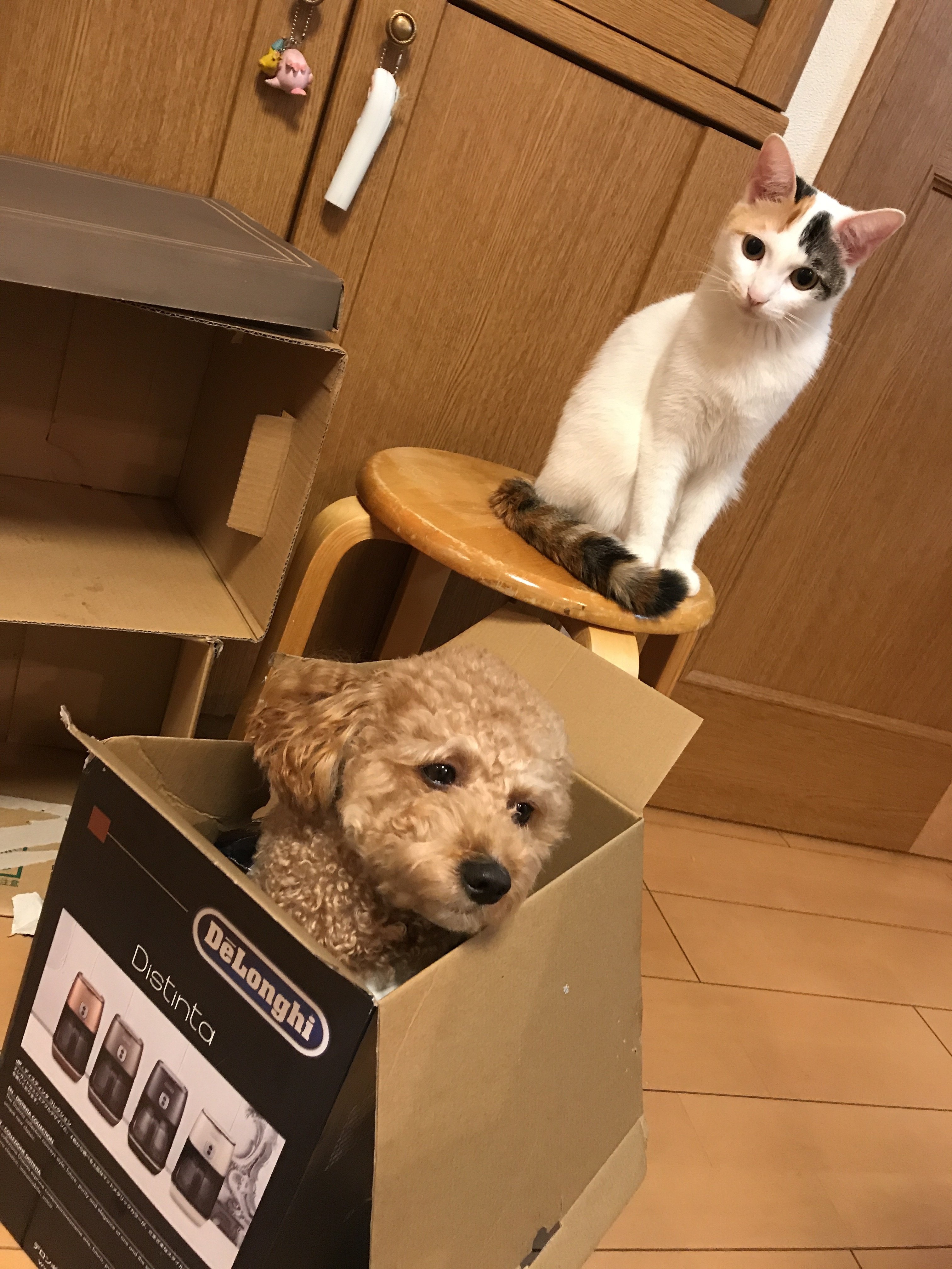 ワンちゃん と 猫ちゃん の ほっこりする 写真 ココ次郎 Note