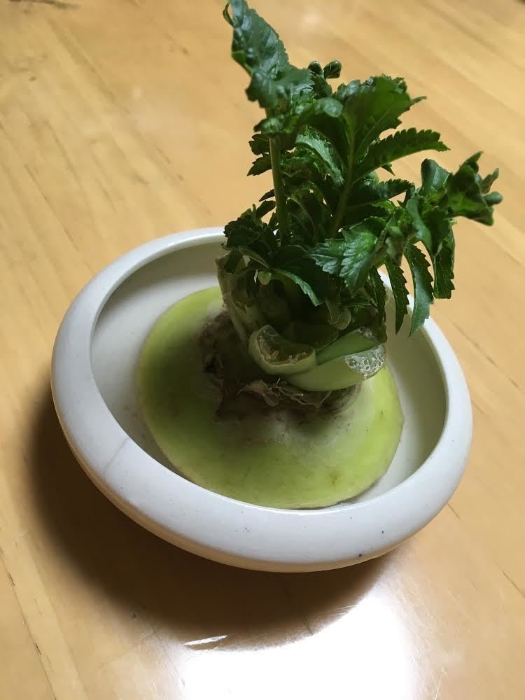 食卓の上の大根の水耕栽培 な筈がない Azur Note