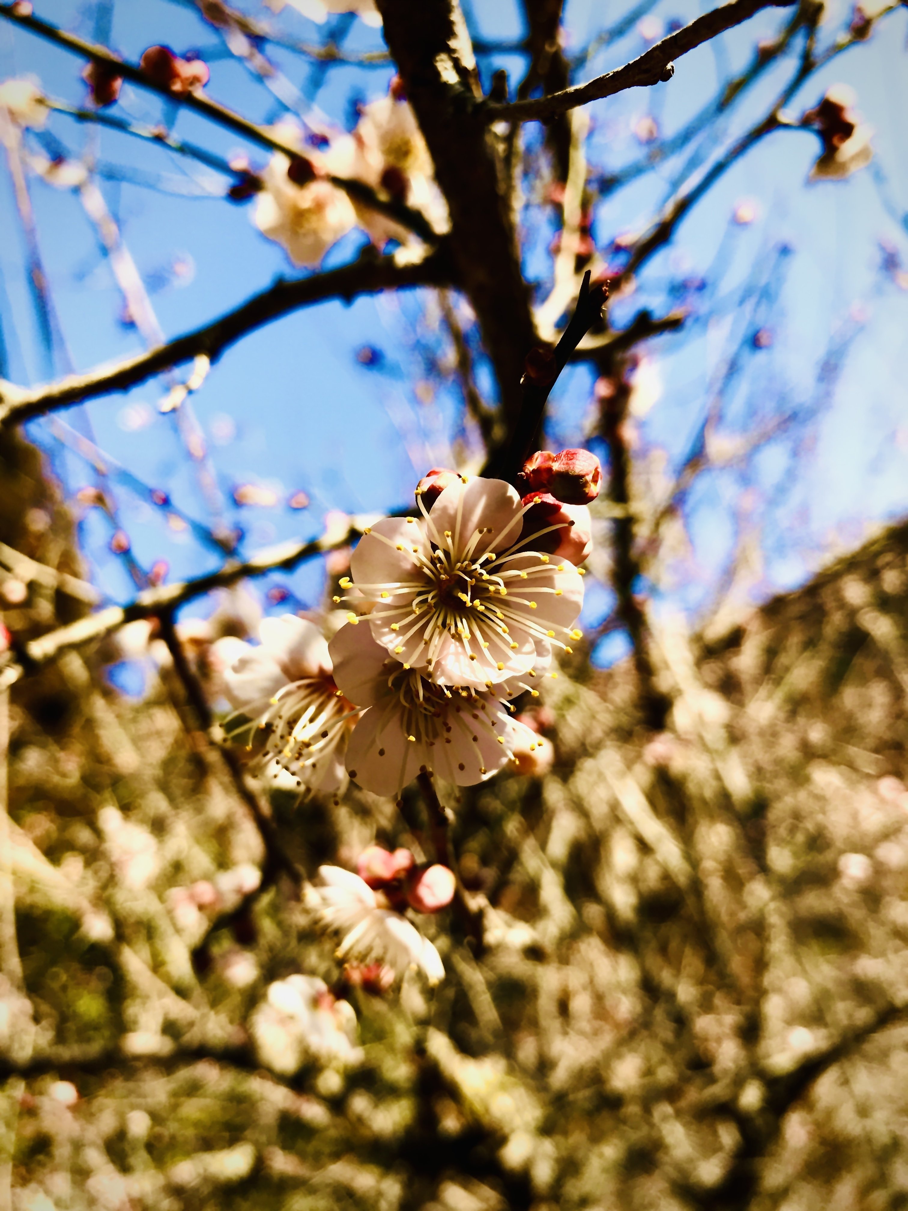 花のある風景 撮人詩 Note 花のある風景 撮人詩 Note