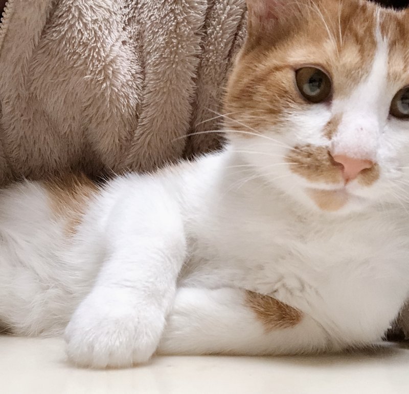 ５ヶ月猫 の新着タグ記事一覧 Note つくる つながる とどける