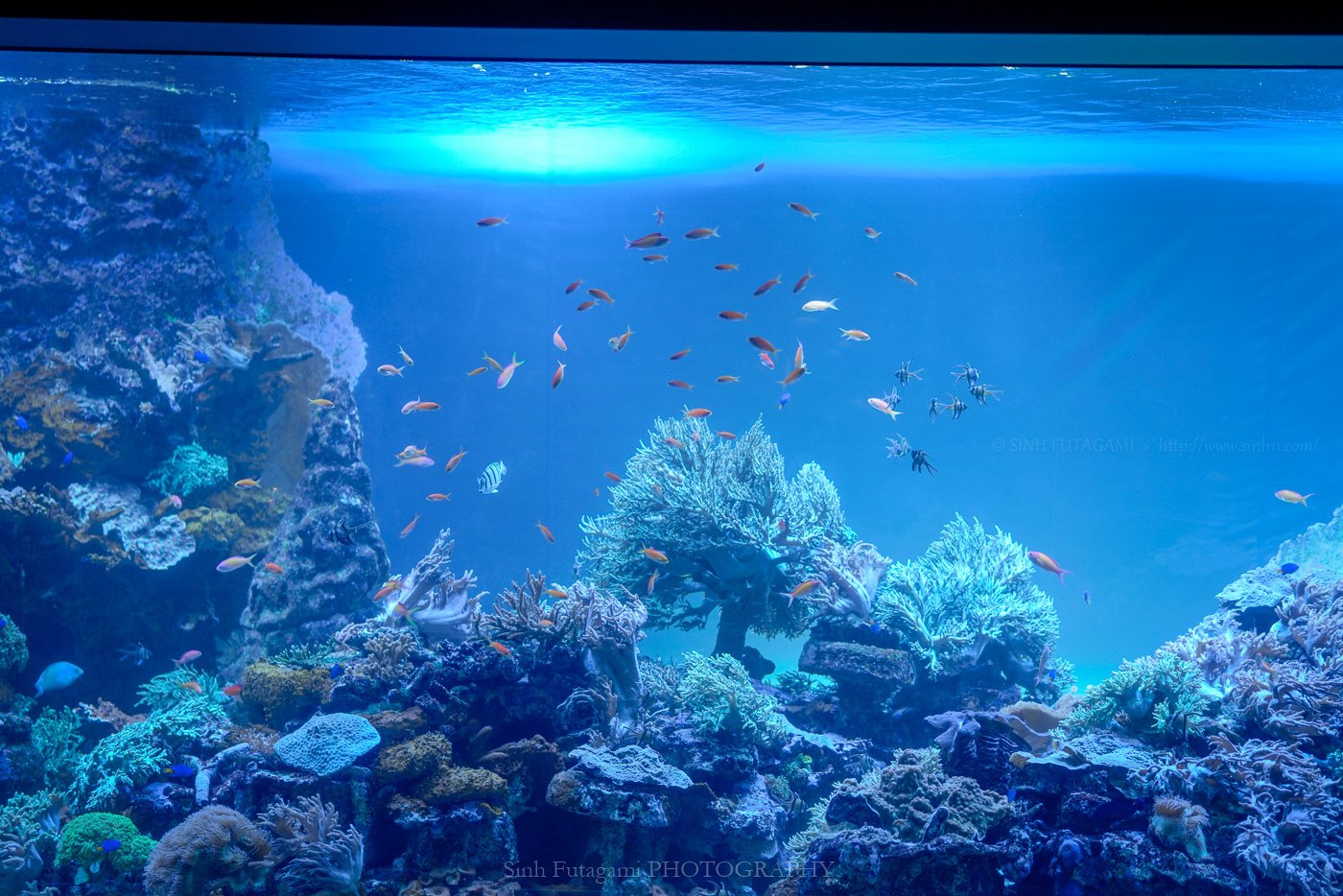 一月のサンシャイン水族館 Sinh Note
