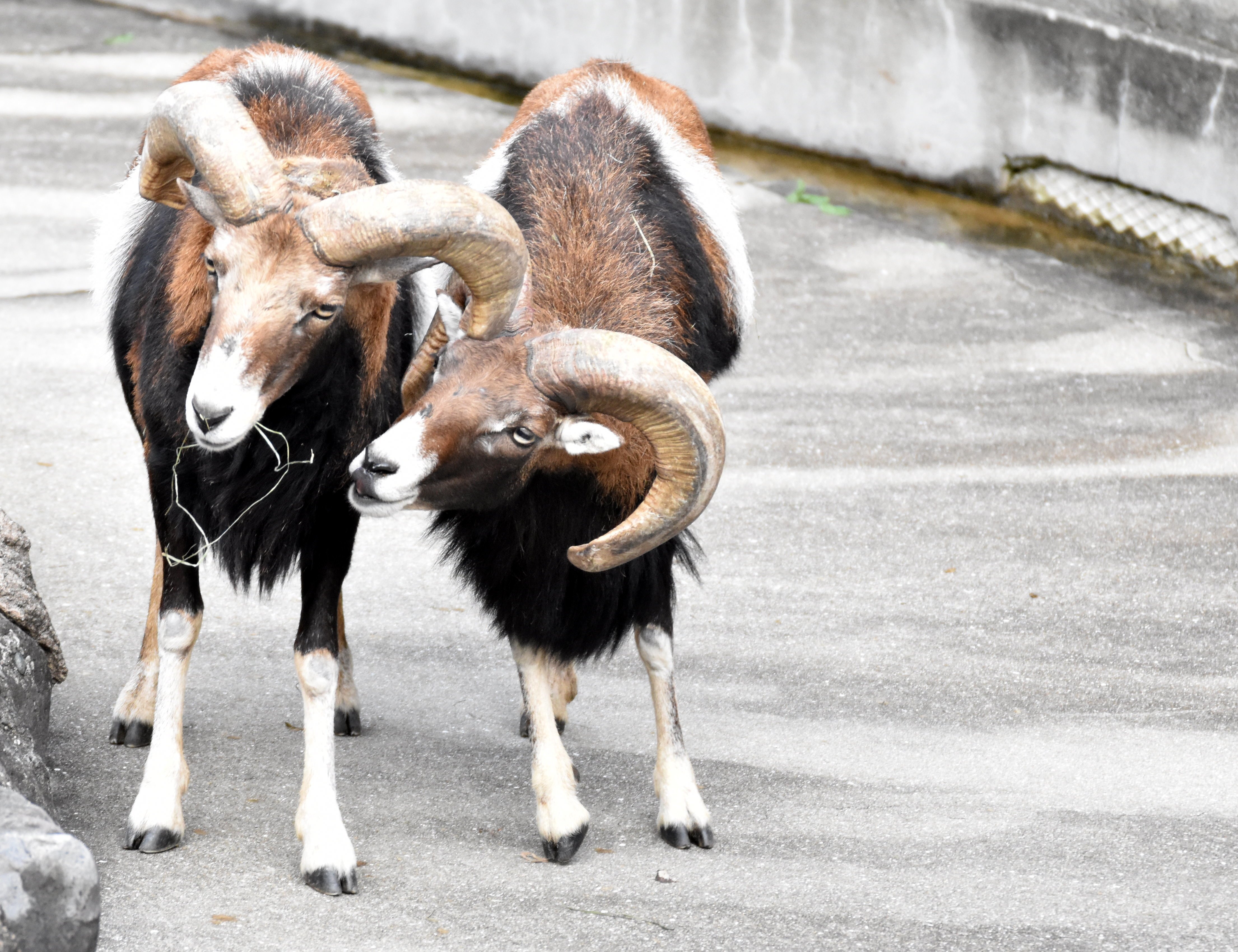 ムフロン 鯨偶蹄目ウシ科 Hirahiranote Note