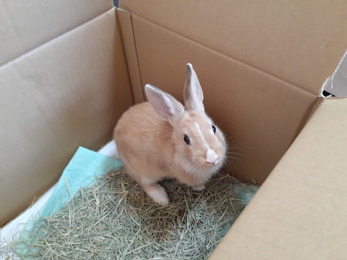 ミニウサギを飼い始めました Hana Note