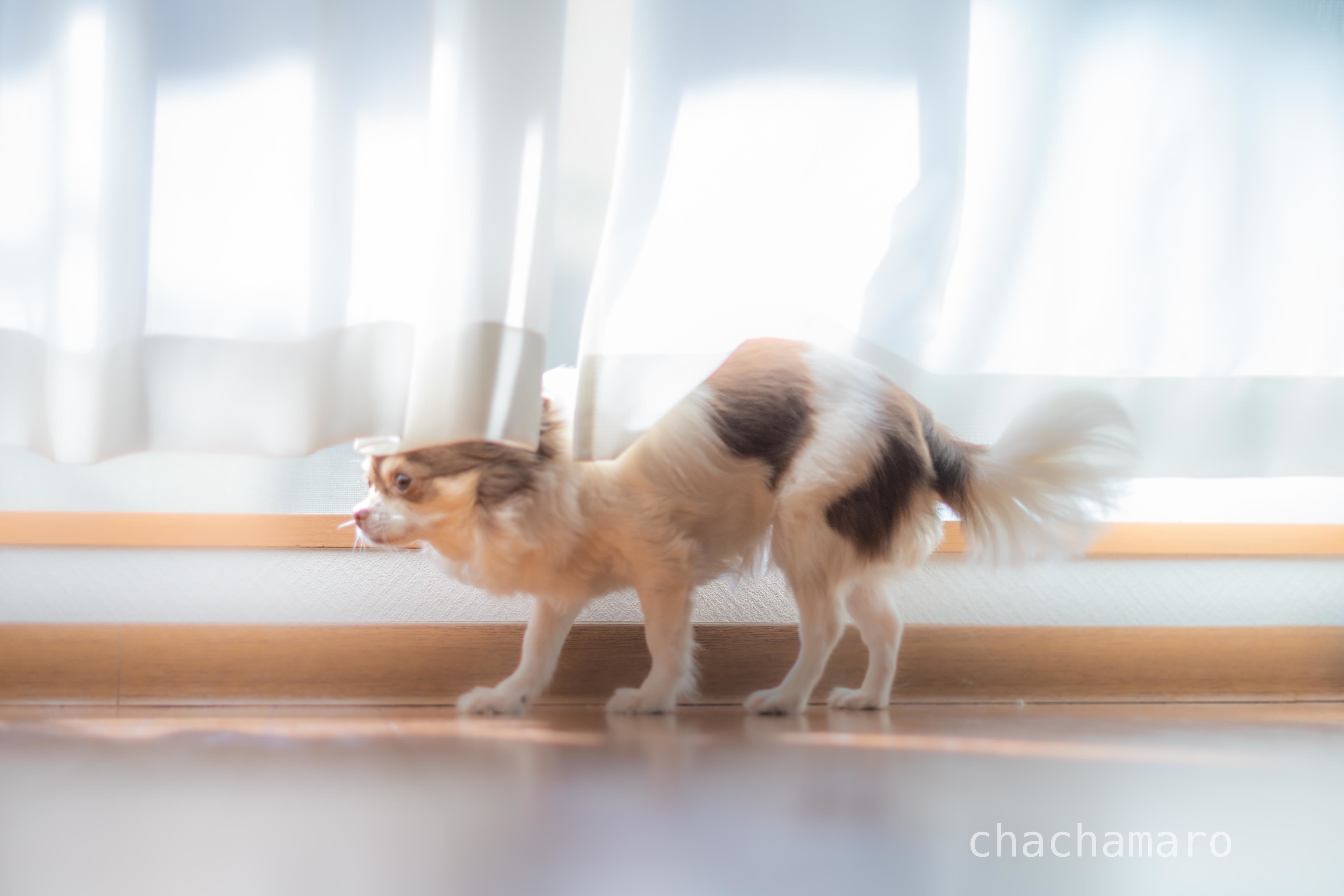 だぁぁい好きな日向ぼっこ ちゃちゃマロ 元保護犬10歳の日常 Note だぁぁい好きな日向ぼっこ ちゃちゃマロ 元保護犬10歳の日常 Note