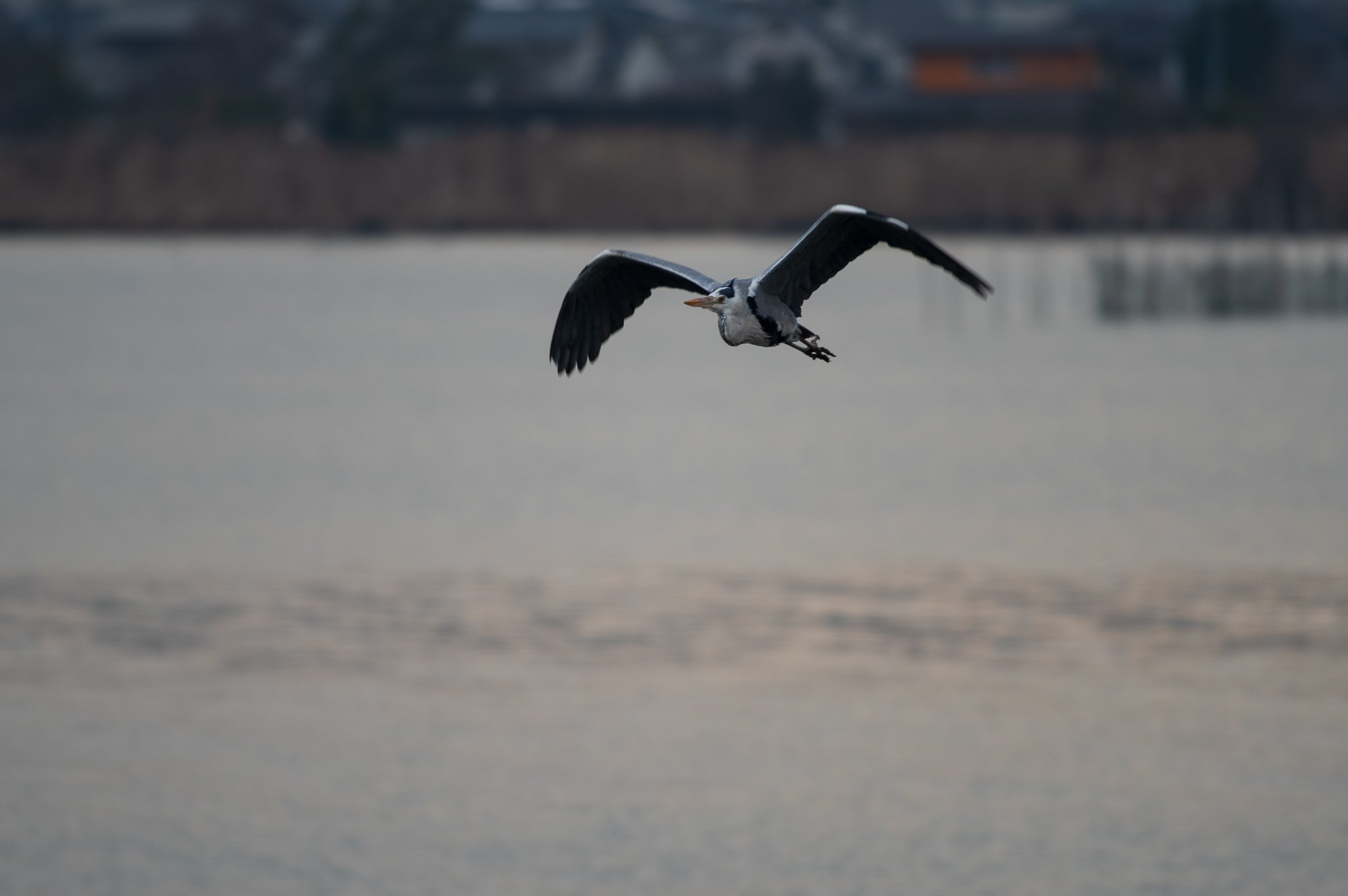 飛翔 Pentax Kp Da 300mmf4 Yuta録 Note